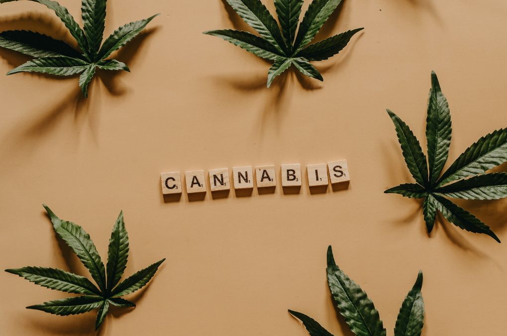 Cannabis Event Planning in Canada