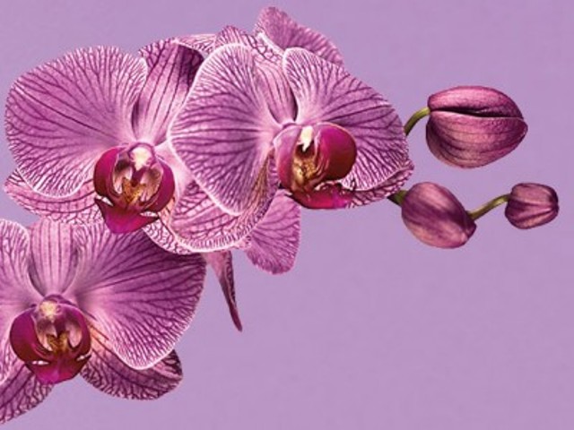 Orchid resized